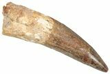 Real Fossil Spinosaurus Tooth - Large Dinosaur Tooth #351638-1